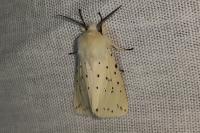 Spilosoma lubricipeda