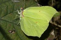 Gonepteryx rhamni