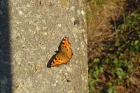 Nymphalis polychloros