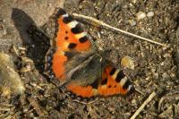 Aglais urticae