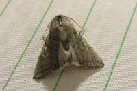 Achlya flavicornis