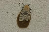 Lymantria dispar