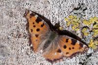 Nymphalis polychloros