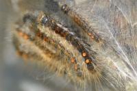 Euproctis chrysorrhoea