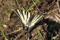 Iphiclides podalirius