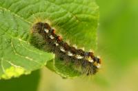 Euproctis chrysorrhoea