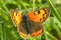 Lycaena phlaeas