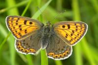 Lycaena tityrus