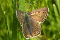 Lycaena tityrus
