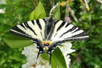 Iphiclides podalirius
