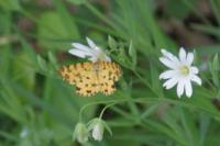 Pseudopanthera macularia