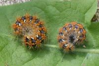 Euplagia quadripunctaria