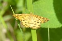 Pseudopanthera macularia