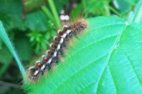 Euproctis chrysorrhoea