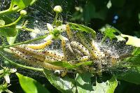 Yponomeuta cagnagella