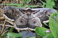 Saturnia pyri