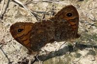 Lasiommata megera