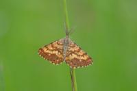 Ematurga atomaria