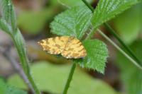 Pseudopanthera macularia