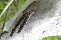 Eriogaster lanestris