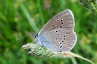 Cyaniris semiargus