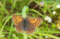 Lycaena tityrus