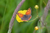 Lycaena phlaeas