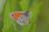 Coenonympha pamphilus