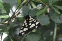 Arctia villica