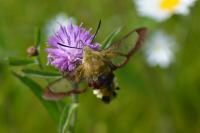 Hemaris fuciformis