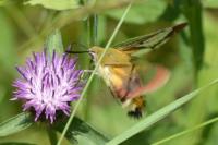 Hemaris fuciformis