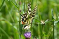 Papilio machaon