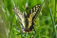 Papilio machaon
