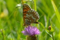 Melitaea phoebe