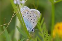 Polyommatus icarus
