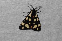 Arctia villica