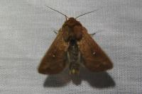 Mythimna albipuncta
