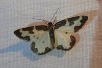 Lomaspilis marginata