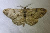 Peribatodes rhomboidaria