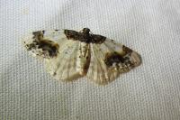 Ligdia adustata