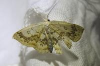 Cyclophora annularia