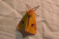 Diacrisia sannio