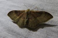Idaea degeneraria