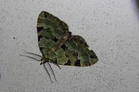 Colostygia pectinataria