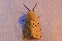 Spilosoma lubricipeda