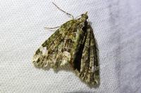 Chloroclysta siterata