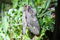 Peridea anceps