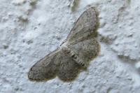 Idaea seriata