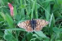 Melitaea phoebe