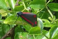 Tyria jacobaeae